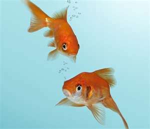 金魚水溫太高|適合金魚的水溫(Water temperature suitable for goldfish)